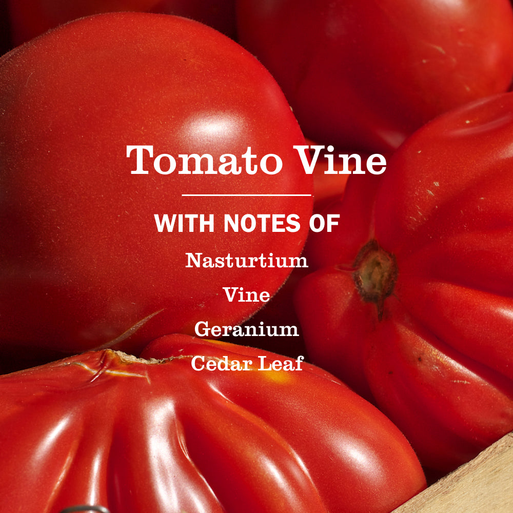Tomato Vine Multi-Surface Everyday Cleaner - Image 4